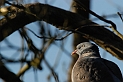 Wood pigeon head - A